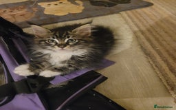 Maine Coon cats for sale: Maine coon ragdoll Cross  - Image 2