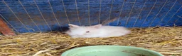 Lionhead rabbits for sale: 9x gorgeous fluffy lionhead bunnies  - Advert 10