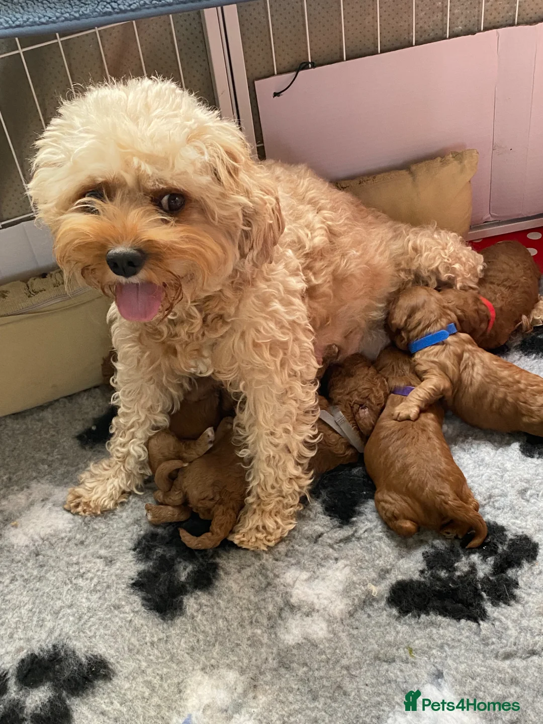Cavapoo dogs for sale: Cavapoo F1B - Advert 1