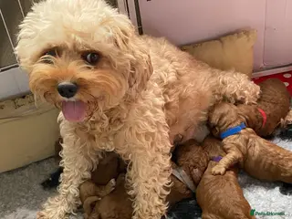 Cavapoo dogs Cavapoo F1B - Advert 1