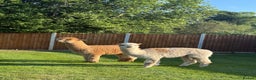 Alpaca livestock for sale: 2 non cut male alpacas  - Advert 3