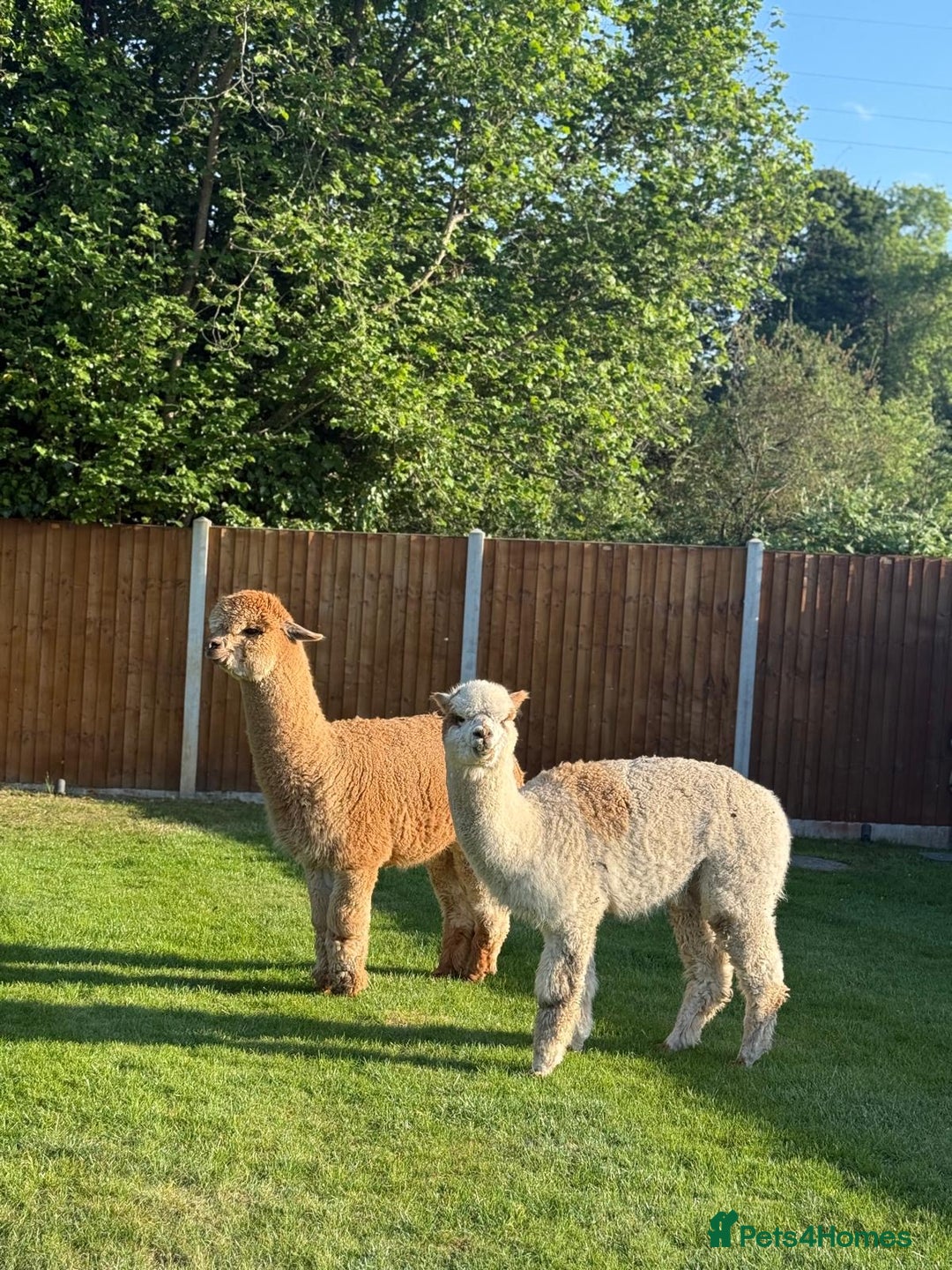 Alpaca livestock for sale: 2 non cut male alpacas  - Advert 3