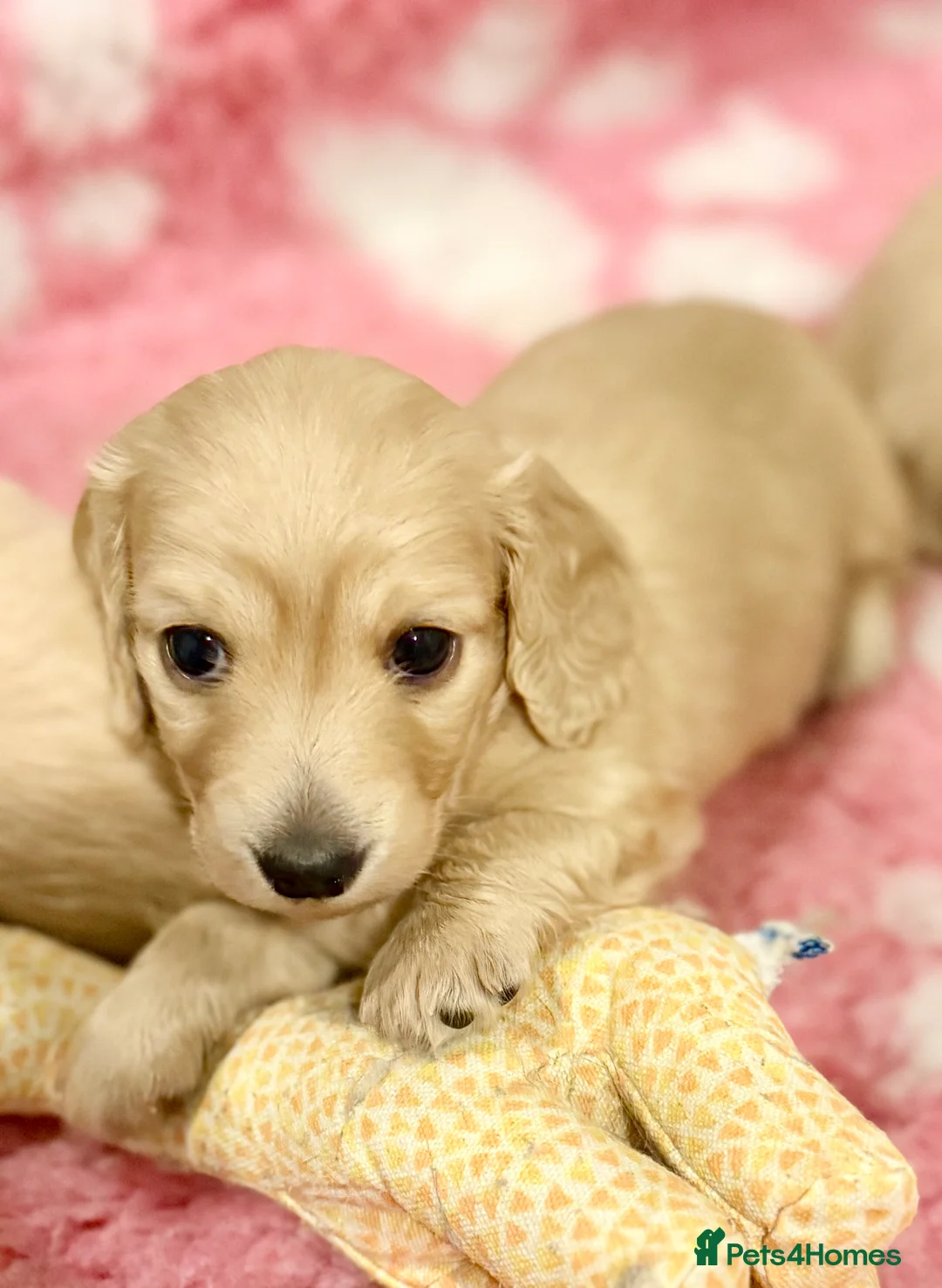 Miniature Dachshund dogs for sale: Beautiful miniature long haired cream dachshunds  - Advert 7