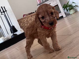 Cockapoo dogs F1b Cockapoo Puppies - Advert 1