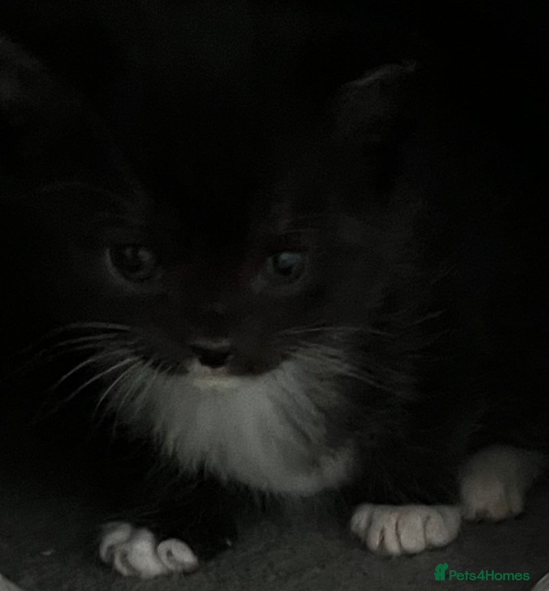 Mixed Breed cats for sale: CLEMENTINE’S CUTIES - (MUM with BENGAL)   - Advert 29