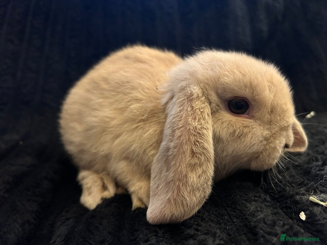 Mini Lop rabbits for sale: Mini lops  - Advert 11