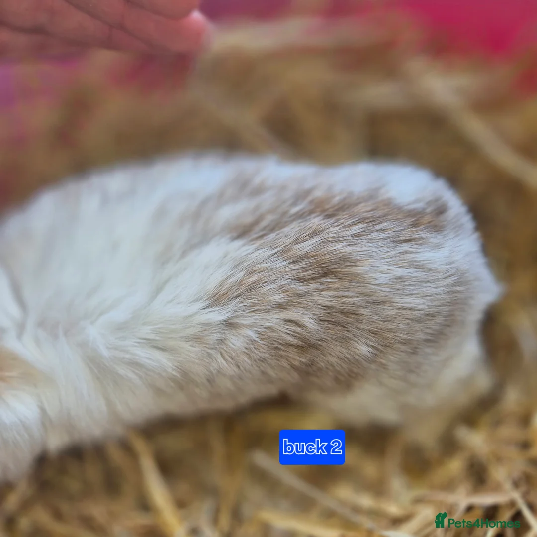 Mini Lop rabbits for sale: Beautiful mini lop x Rhinelander kits ready April - Advert 16