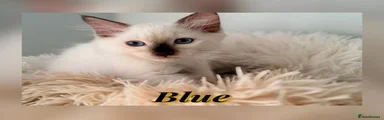 Ragdoll 2
