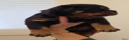 Rottweiler dogs for sale: Beautiful KC Rottweiler puppies. 2 boys, 4 girls in Brierley Hill - Advert 25