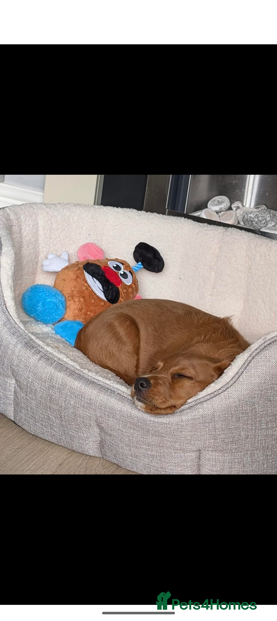 Cockapoo dogs for sale: 5month old cockapoo - Image 3