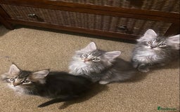Maine Coon cats for sale: Ready 22.11.2025 - Advert 8