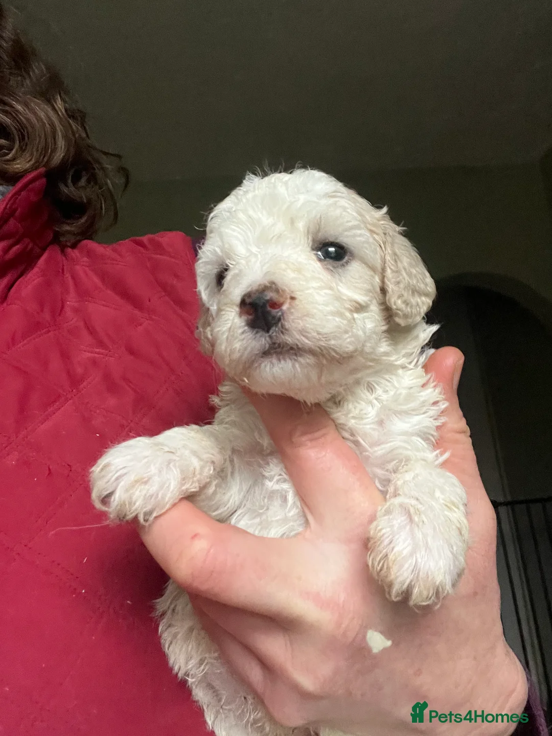 Bordoodle dogs for sale: F1b Bordoodle, DNA testing,full refund guarantee  - Advert 4