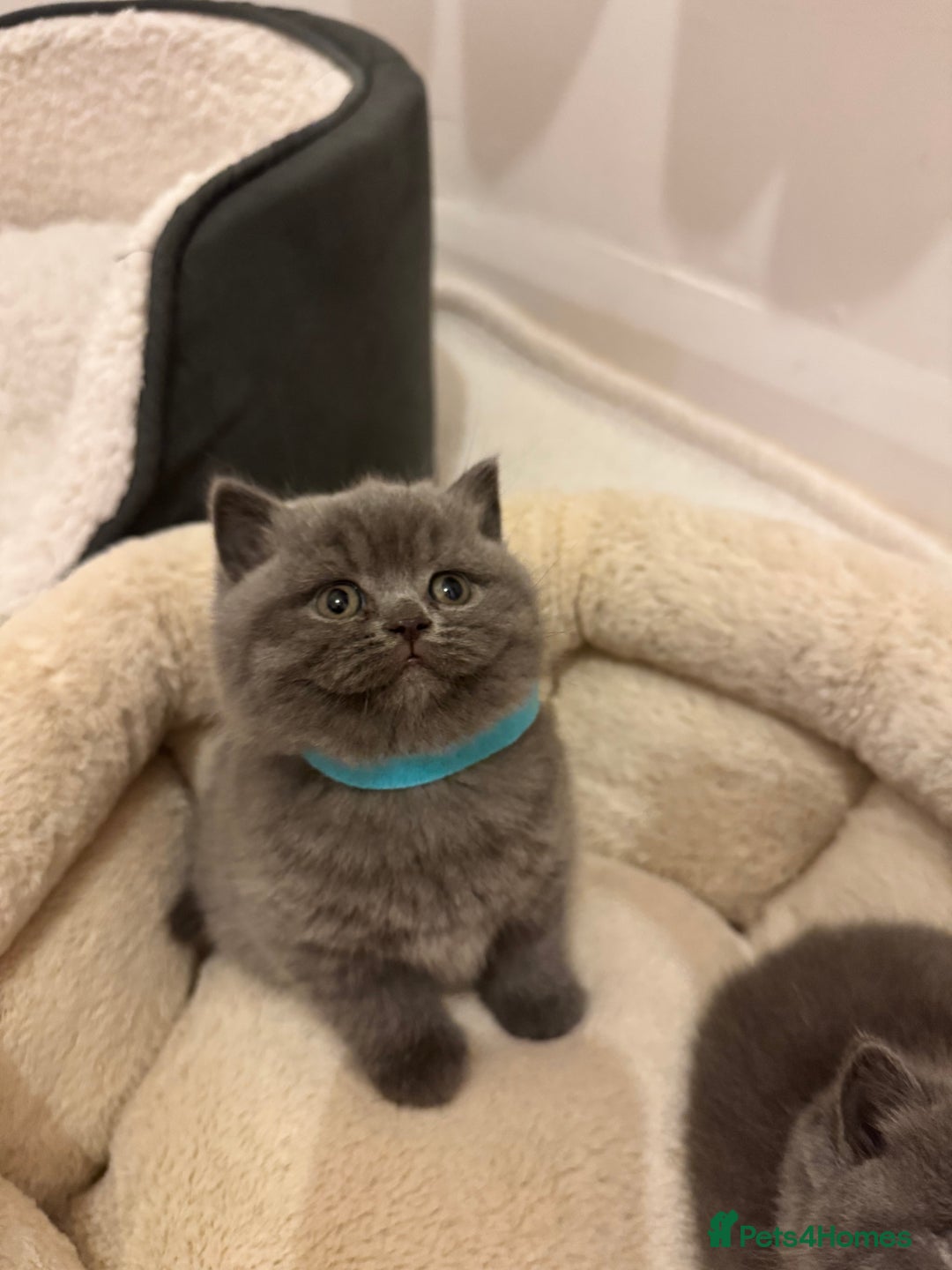 British Shorthair cats for sale: British Shorthair Blue 3 Girls GCCF registered  - Image 3