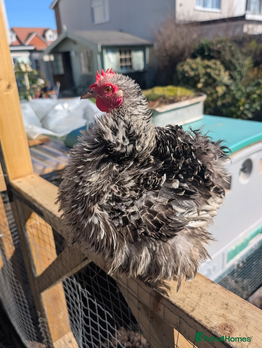 Chickens poultry for sale: Hatching eggs pekin bantam and frizzle pekin  - Advert 2