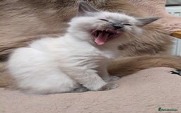 Ragdoll cats for sale: Blue point purebred ragdoll girl  - Image 10