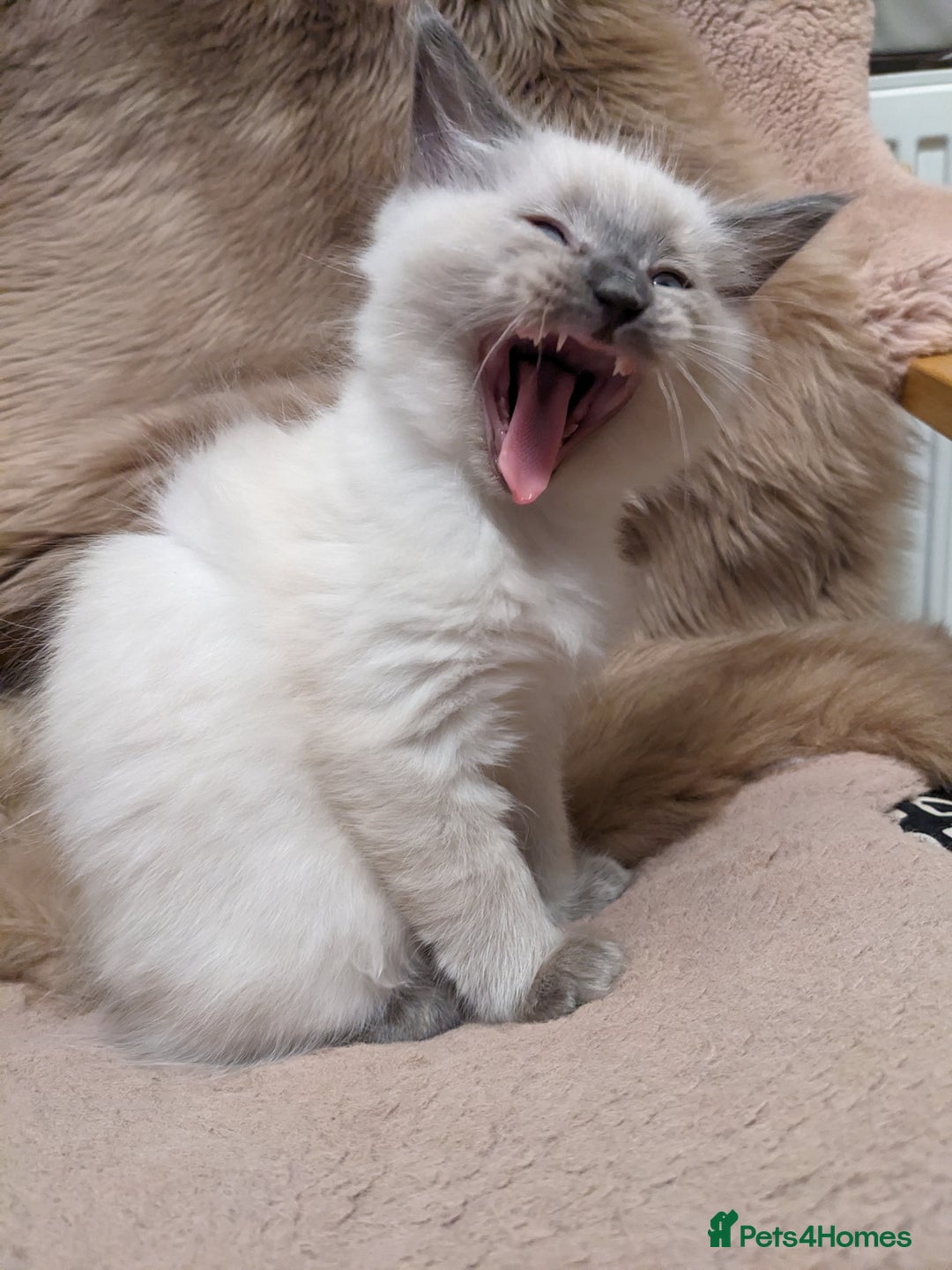Ragdoll cats for sale: Blue point purebred ragdoll girl  - Image 10
