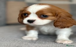 King Charles Spaniel dogs for sale: Beautiful cavalier puppies  - Image 13