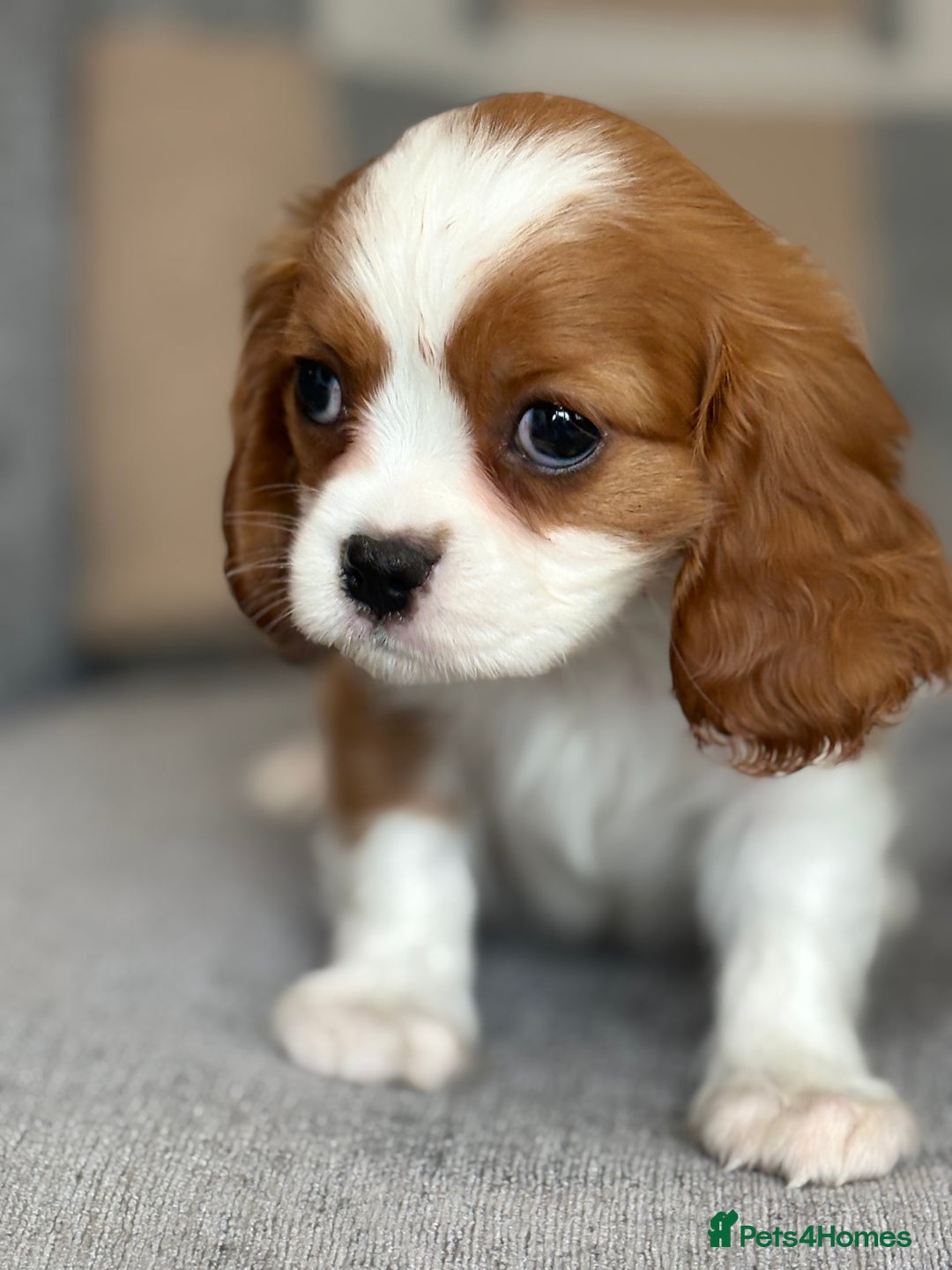King Charles Spaniel dogs for sale: Beautiful cavalier puppies  - Image 13