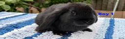 Mini Lop rabbits for sale: Cute French x Mini Lop Ready to Go!!! - Advert 5