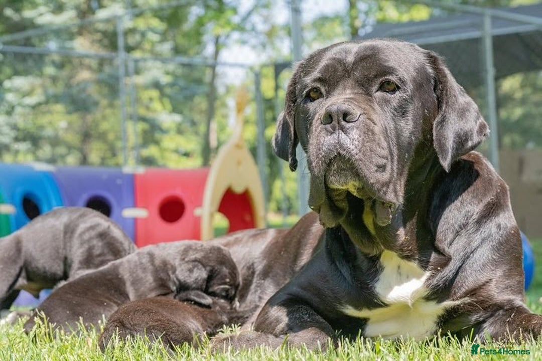 Cane Corso dogs for sale: Beautiful Cane Corso Puppies for Sale  - Image 3