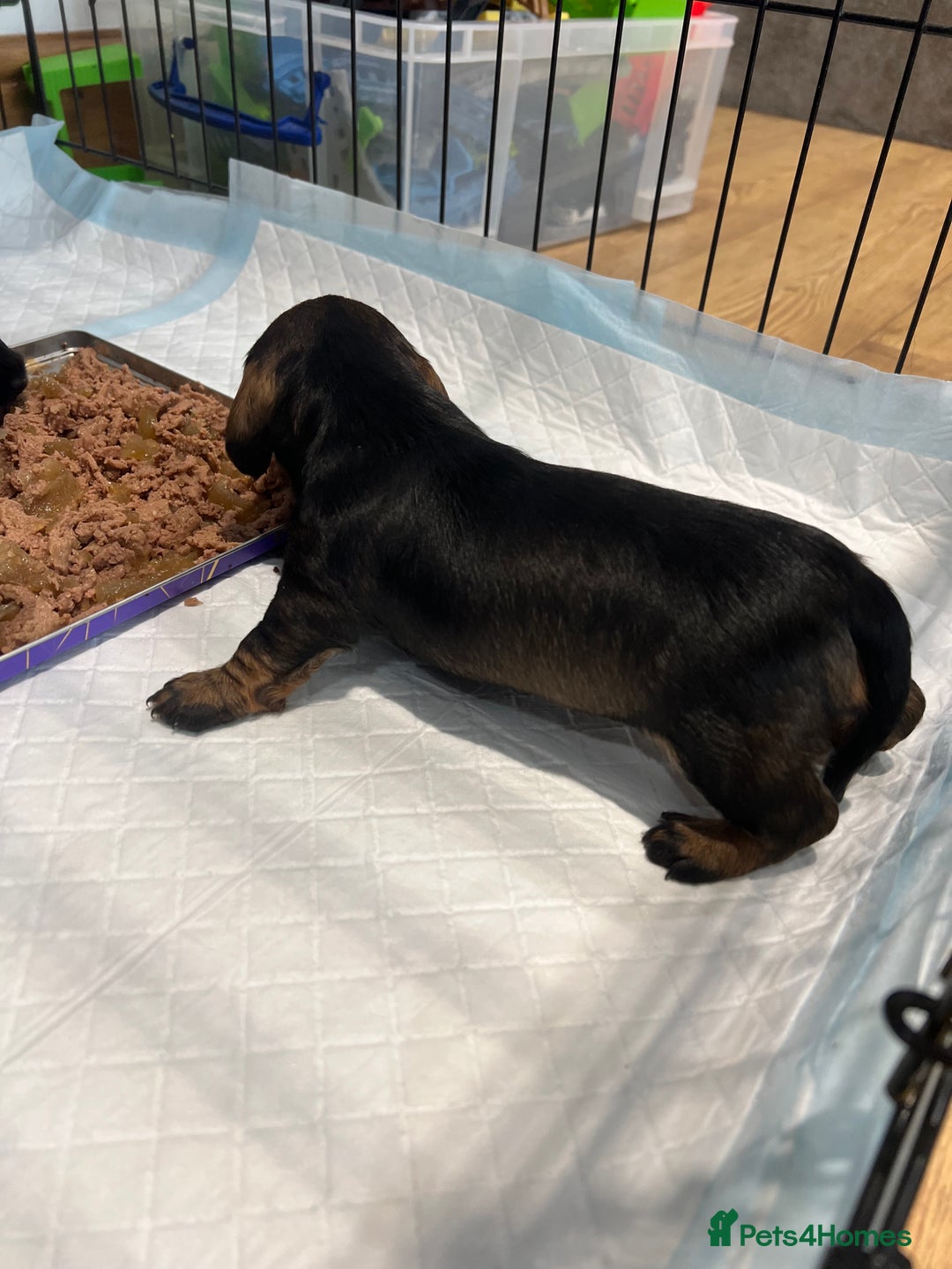 Miniature Dachshund dogs for sale: **Exceptionally well Raised Miniature Dachshunds** - Advert 40