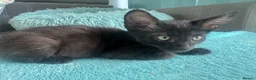 Mixed Breed cats for sale: Beautiful litter is Siamese mixed breed kittens - Advert 6