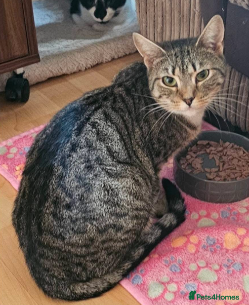 Mixed Breed cats Trixie - Advert 1