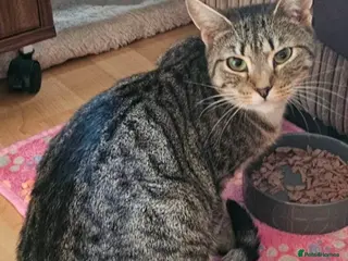 Mixed Breed cats Trixie - Advert 16