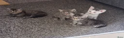 Mixed Breed cats for sale: 5 super fluffy female kittens - Advert 26