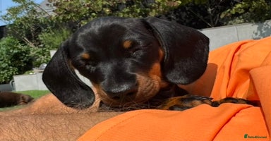 Miniature Dachshund dogs - Advert 10