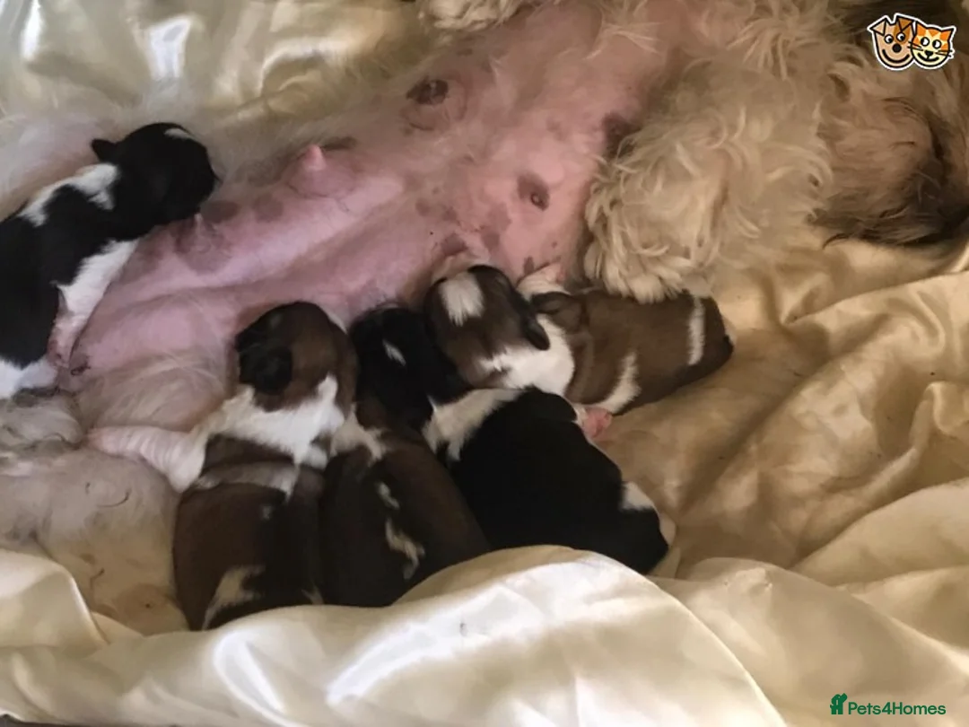 Shih Tzu dogs for stud: Memphis Shihtzu Stud + Free Scan in Ely - Advert 10