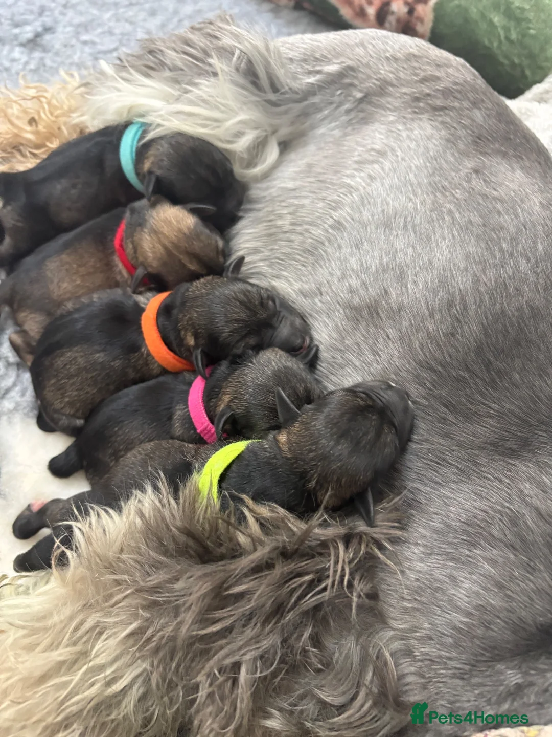 Miniature Schnauzer dogs for sale: Salt and pepper Miniature schnauzer  in Newark - Advert 2