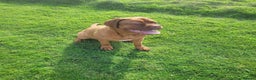 Dogue De Bordeaux dogs for sale: 7 month old Dogue de Bordeaux  - Advert 2