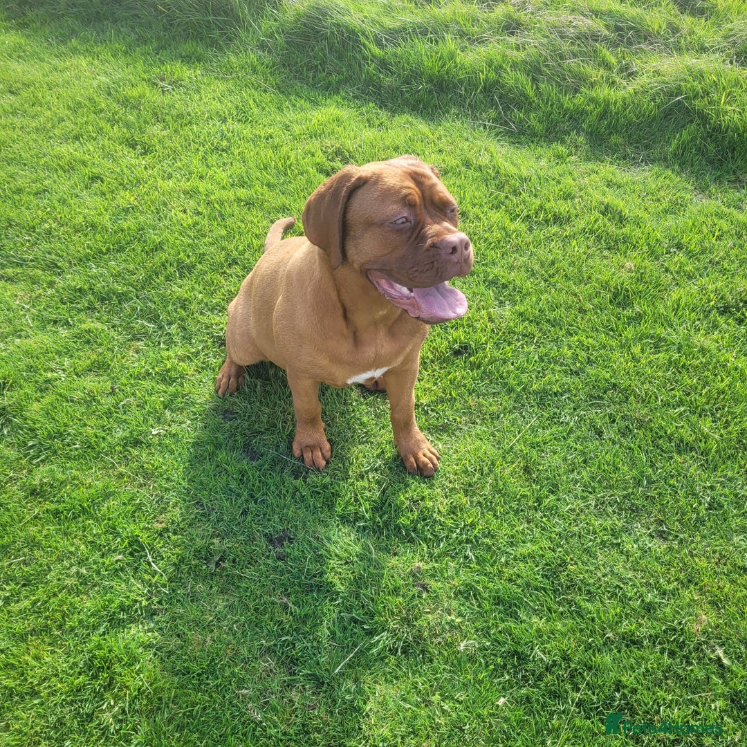 Dogue De Bordeaux dogs for sale: 7 month old Dogue de Bordeaux  - Image 2
