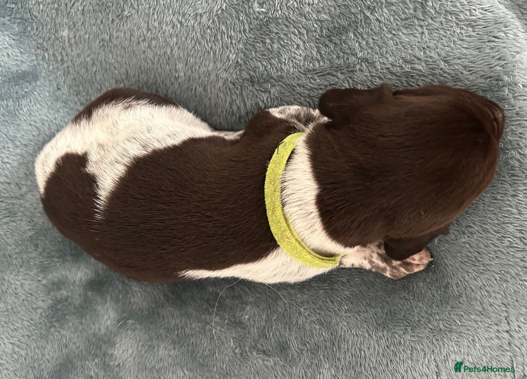 German Shorthaired Pointer dogs for sale: Pure GSP Puppies For Sale - Image 22
