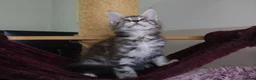 Maine Coon cats for sale: 6 pedigree Mainecoon kittens  - Advert 20