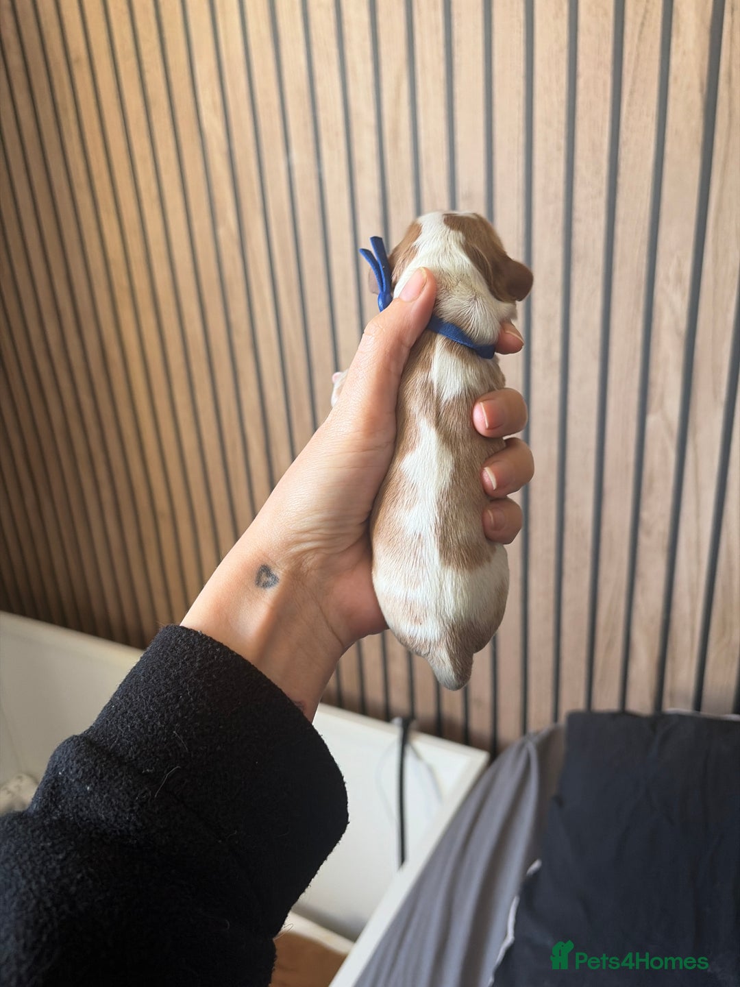 Cavalier King Charles Spaniel dogs for sale: Beautiful KC Registered Cavalier King Charles Pups - Advert 14