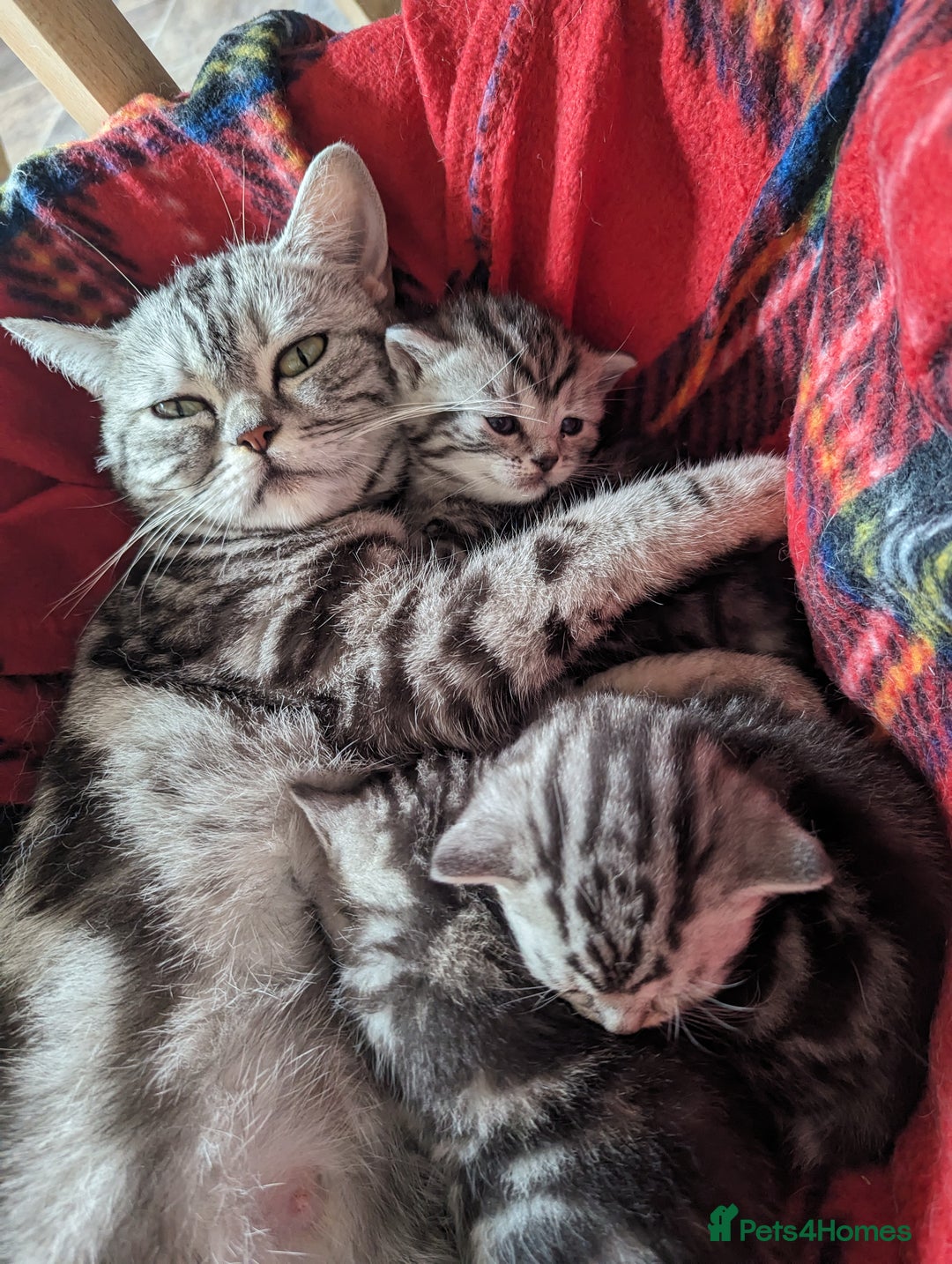 British Shorthair cats for sale: Gorgeous British shorthair silver Tabby  - Image 7