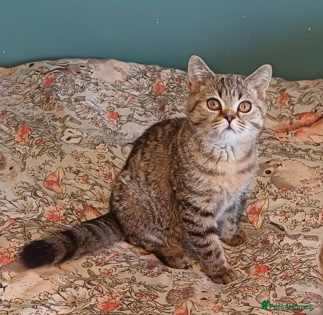 British Shorthair cats for sale:   Last  boys Ready to leave🐱 - Advert 2