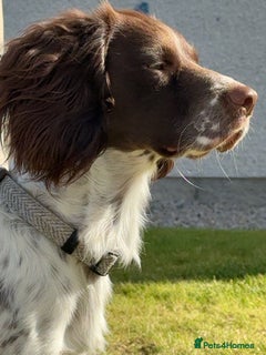 Sprocker dogs Loving Home Needed for Active Male 2yo Sprocker - Advert 2