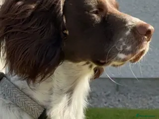 Sprocker dogs Loving Home Needed for Active Male 2yo Sprocker - Advert 2