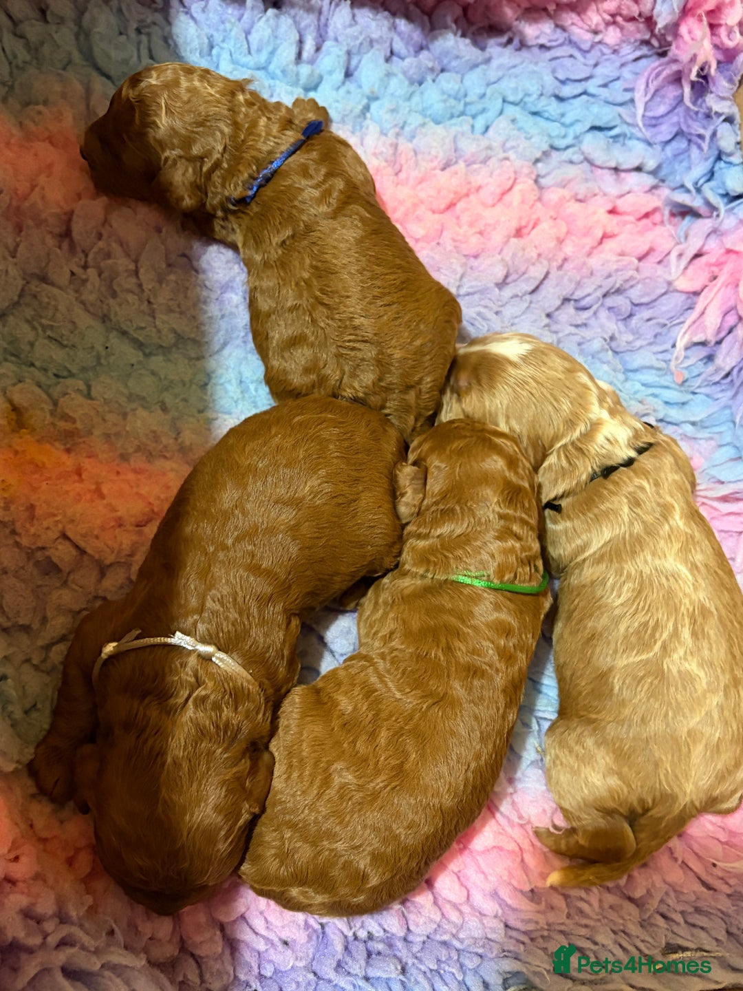 Cavapoo dogs for sale: Beautiful red cavapoo - Advert 11