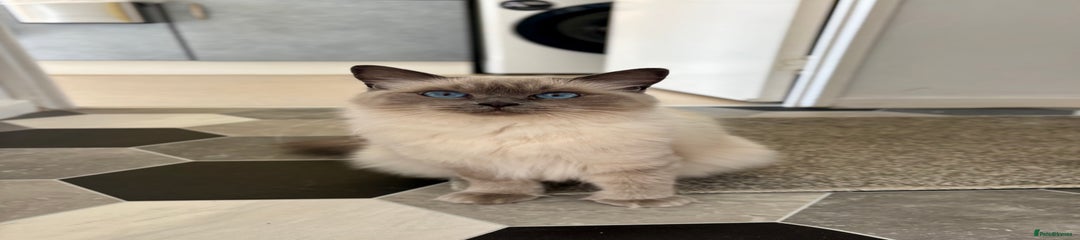 Ragdoll Cat