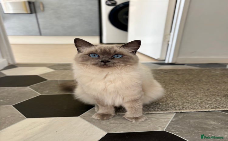 Ragdoll cats - Advert 7