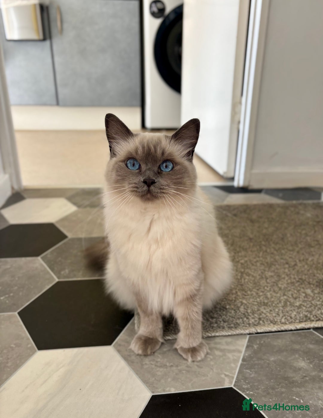 Ragdoll cats for sale: Bella - beautiful ragdoll pure breed   - Image 1
