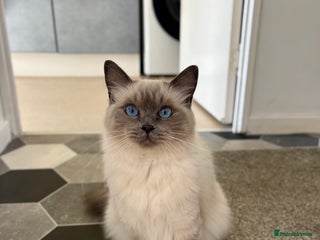 Ragdoll cats - Advert 7