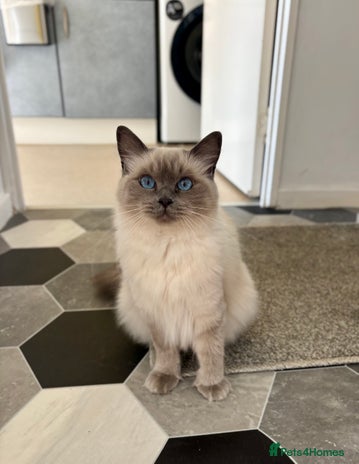 Ragdoll cats - Advert 6