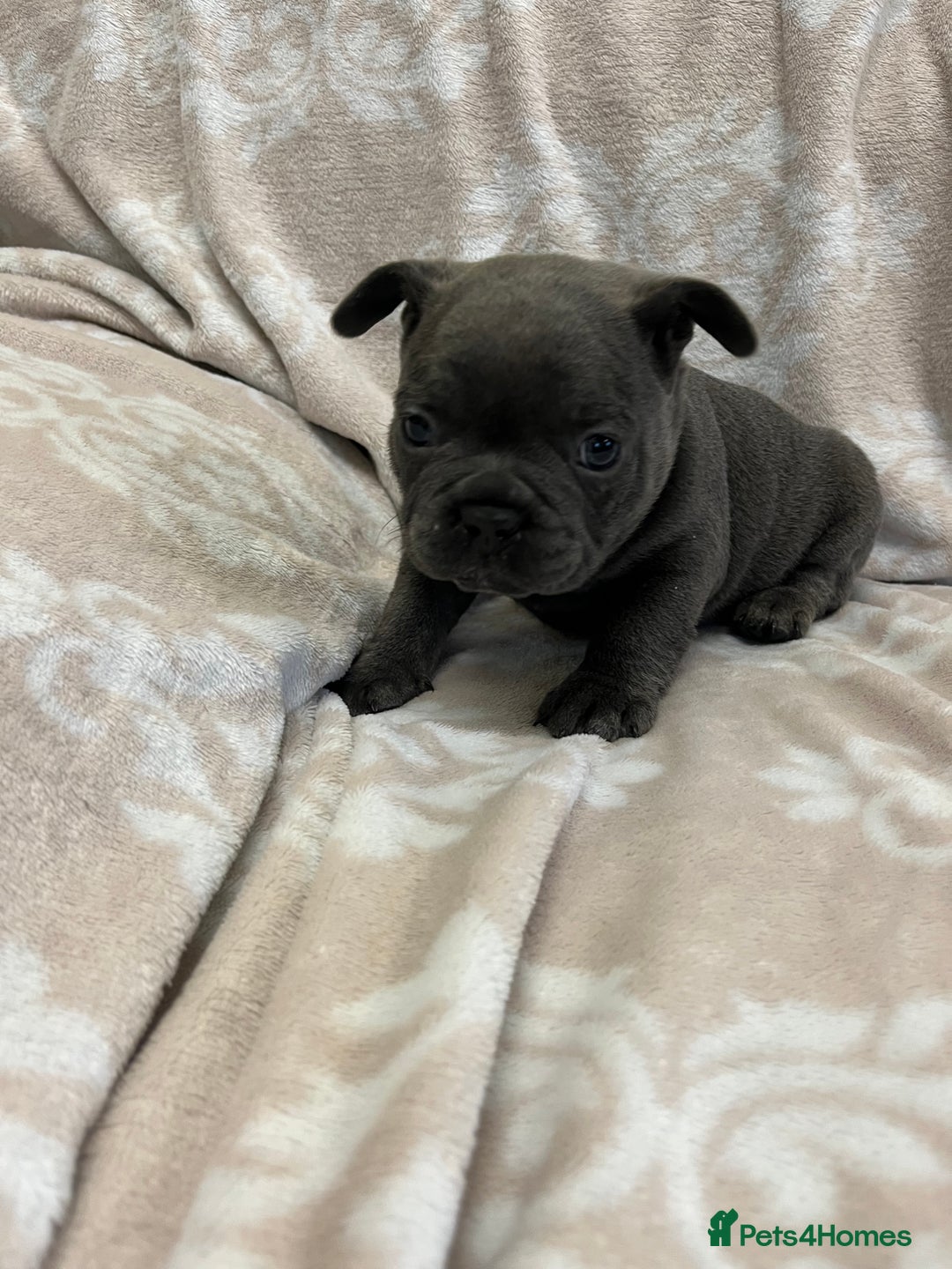 French Bulldog dogs for sale: Lovely Frenchies  - Advert 4