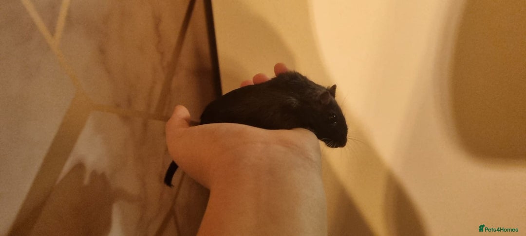 Gerbil rodents for sale: 2 gerbils - Advert 7