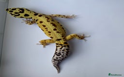 Gecko reptiles for sale: Breeding Adults Leopards and African Fat Tails  - Image 1